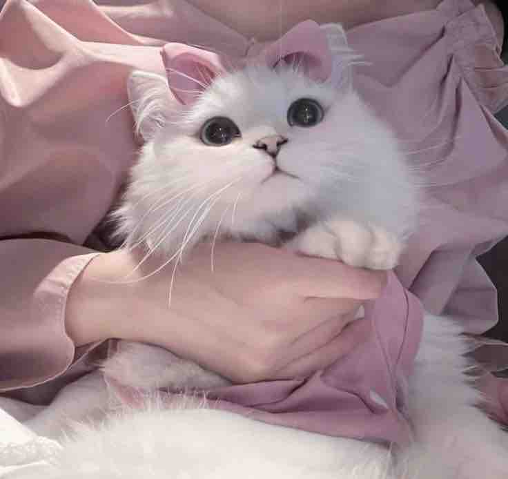 𝙣𝙖𝙘𝙤＠フォロバ