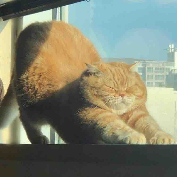 よんちゅ フォロバ100