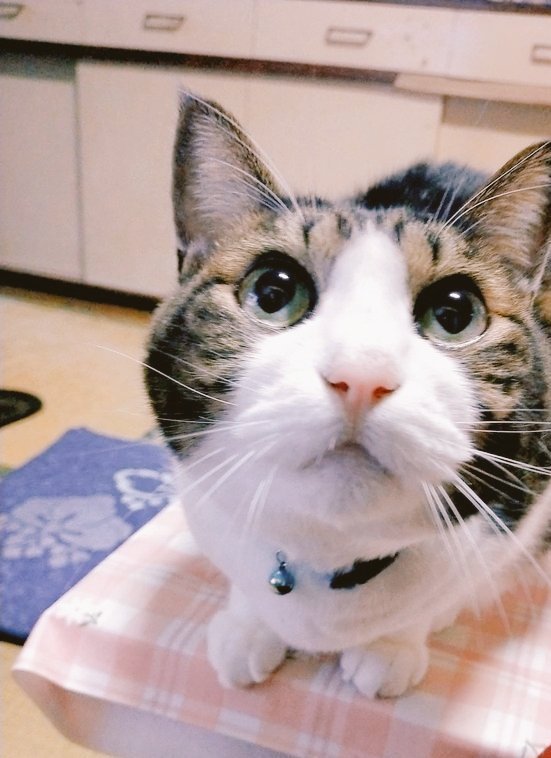 スパイク 木更津