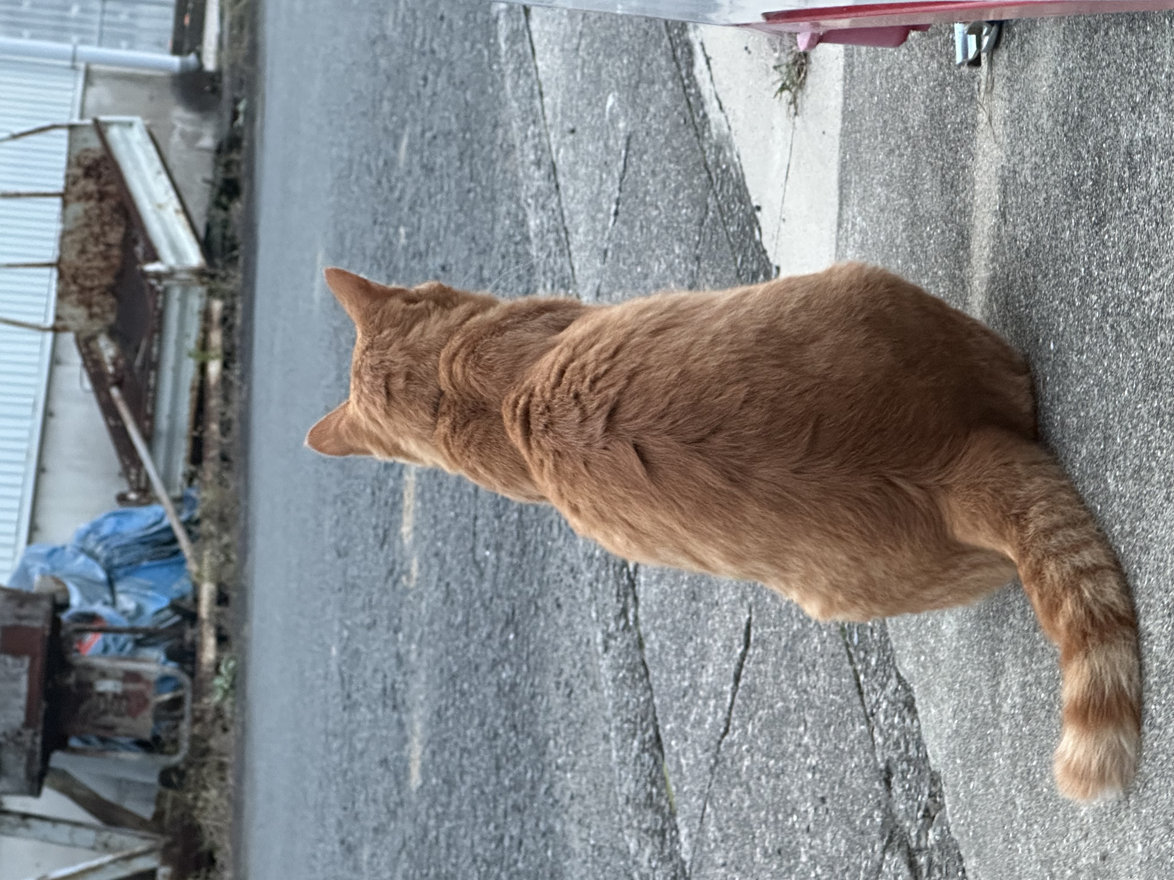 こめたこめきち