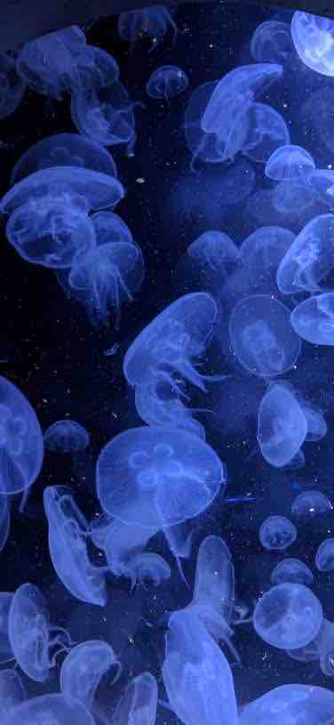 ❥·･ べべ ❥·･