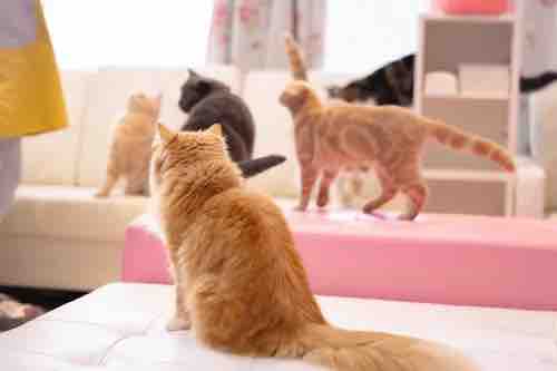 りんりんこちゃん