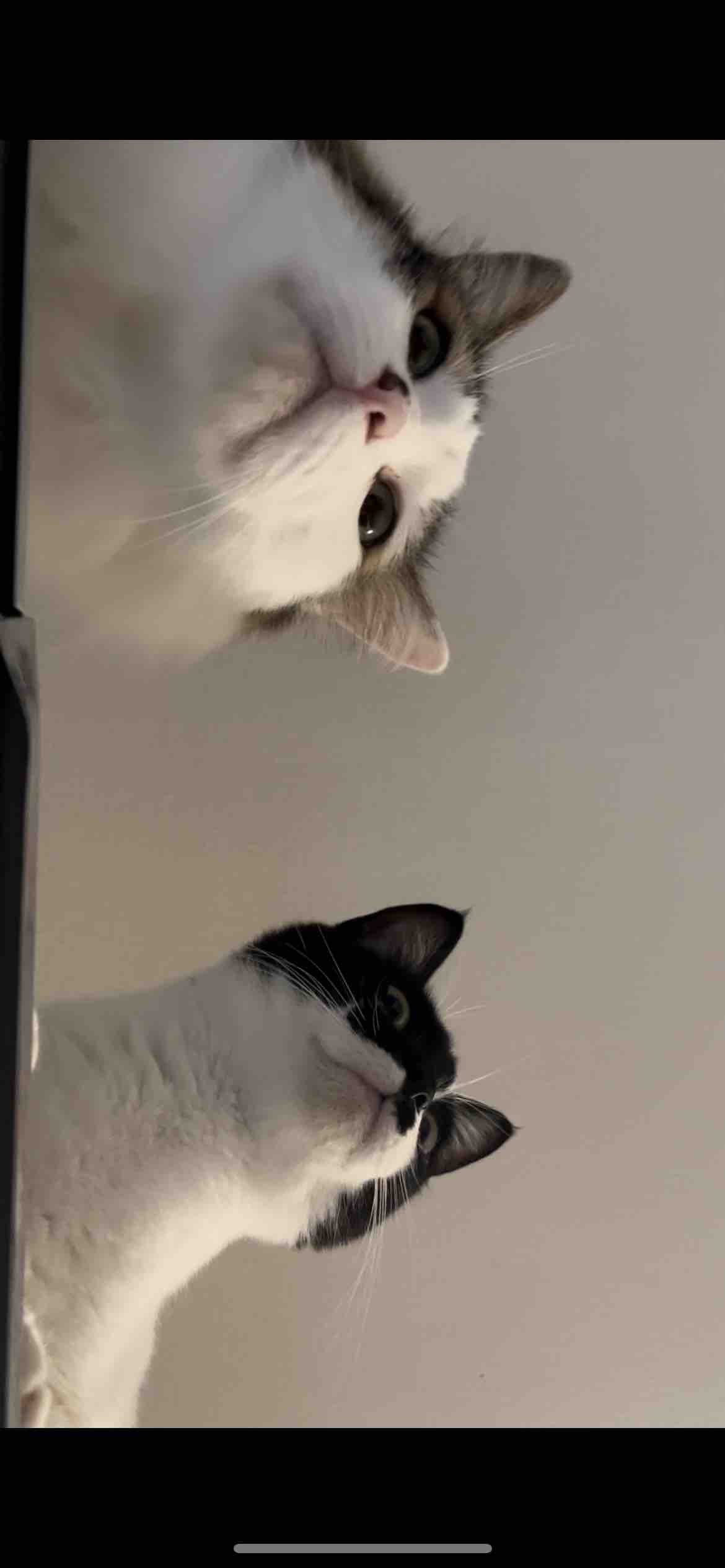 いちごミルク【フォロバ100%】