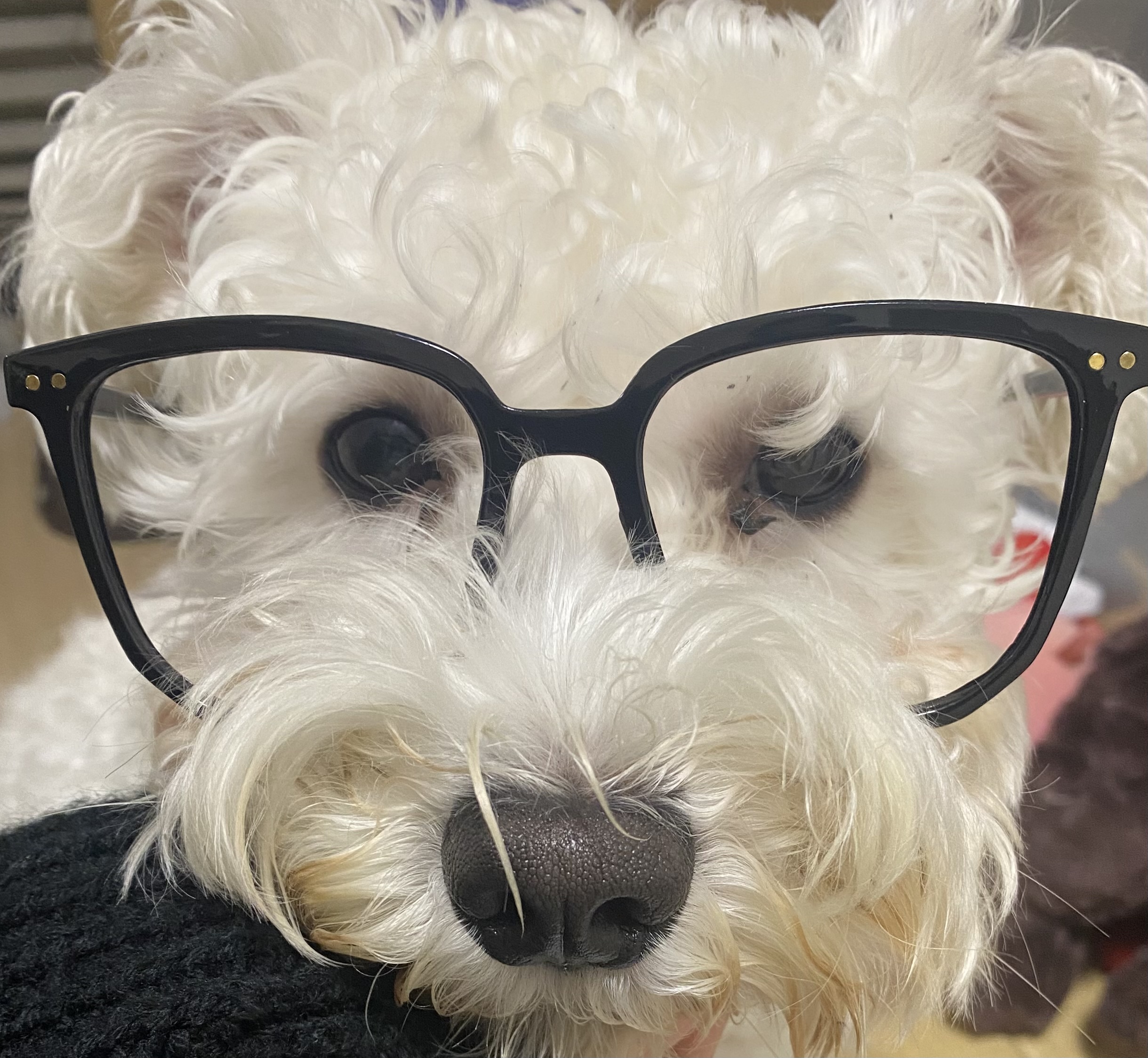 こちゃ　【フォロバ100】