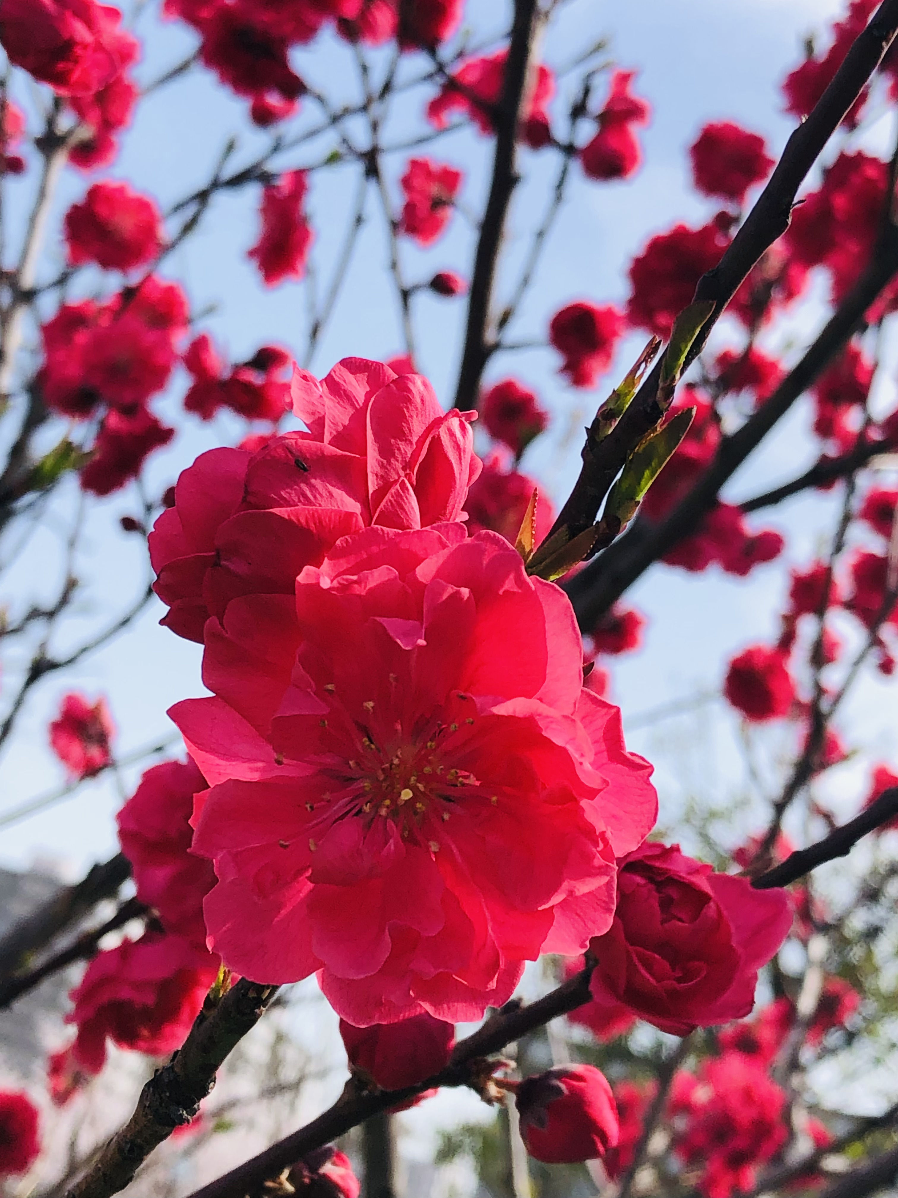 もものもものもものうち