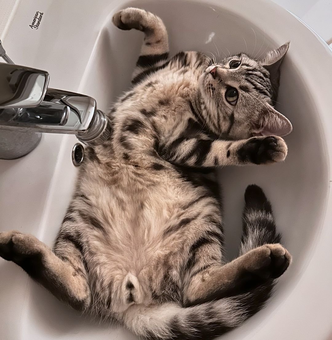 フォロバ100➴nao