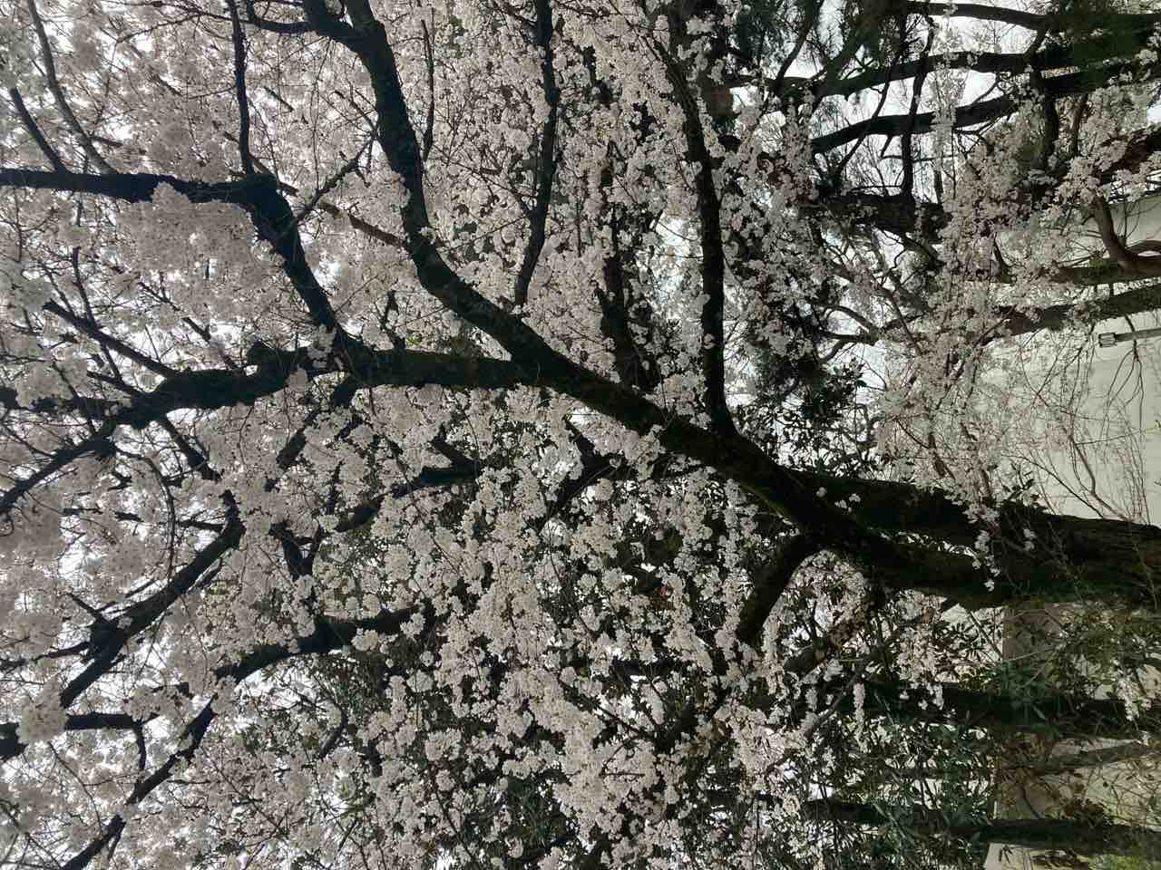 肌が迷子の社畜