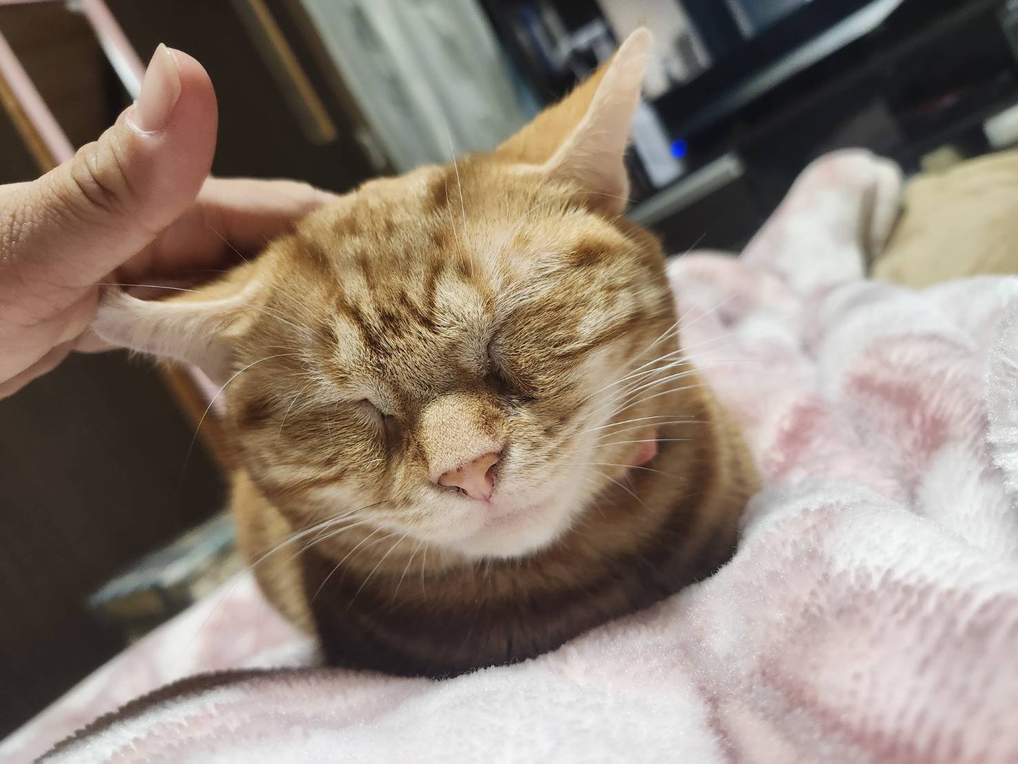 あずまる🐈‍⬛💗