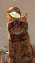ちゃとら
