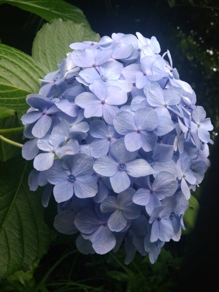 あお