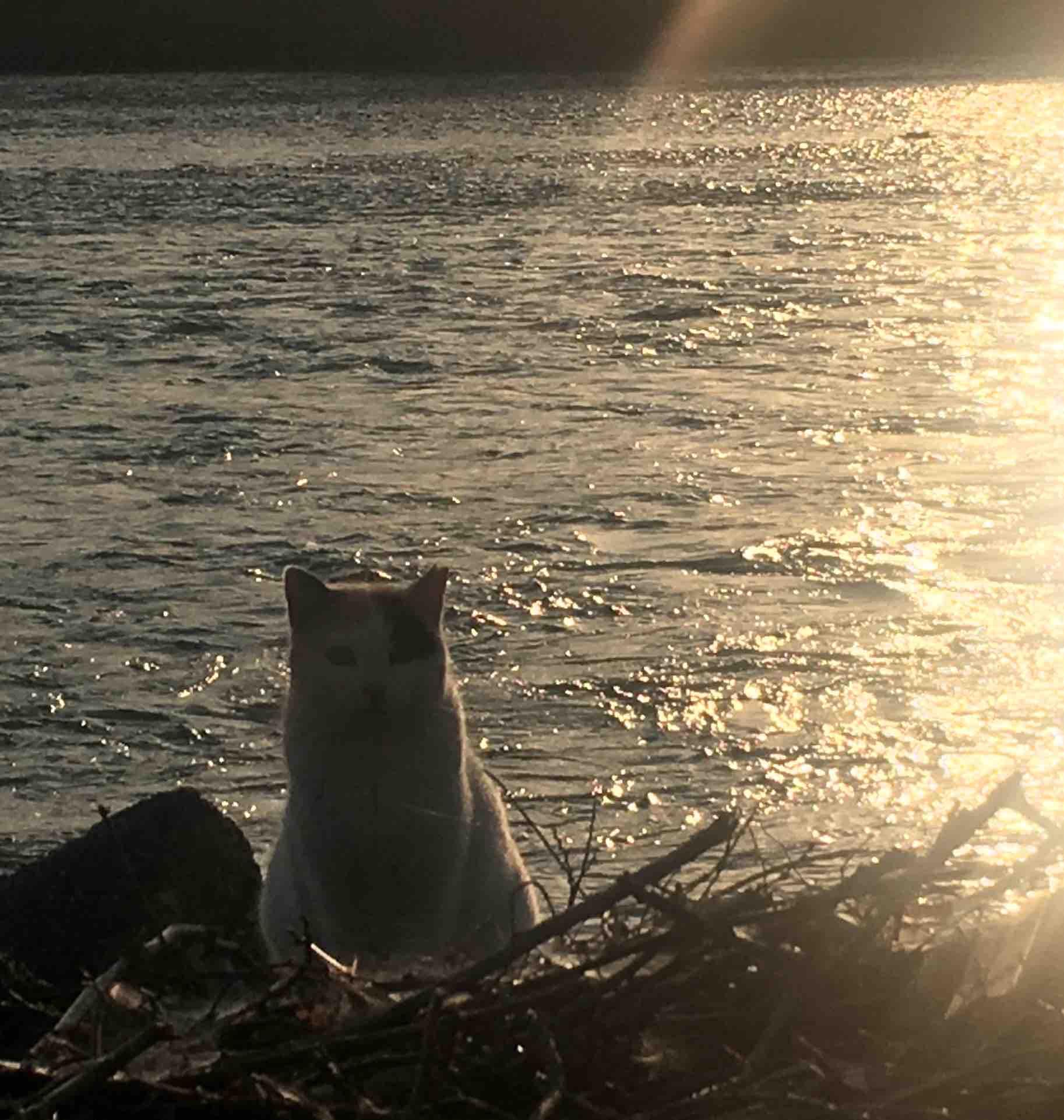 ミコ　相互フォロー