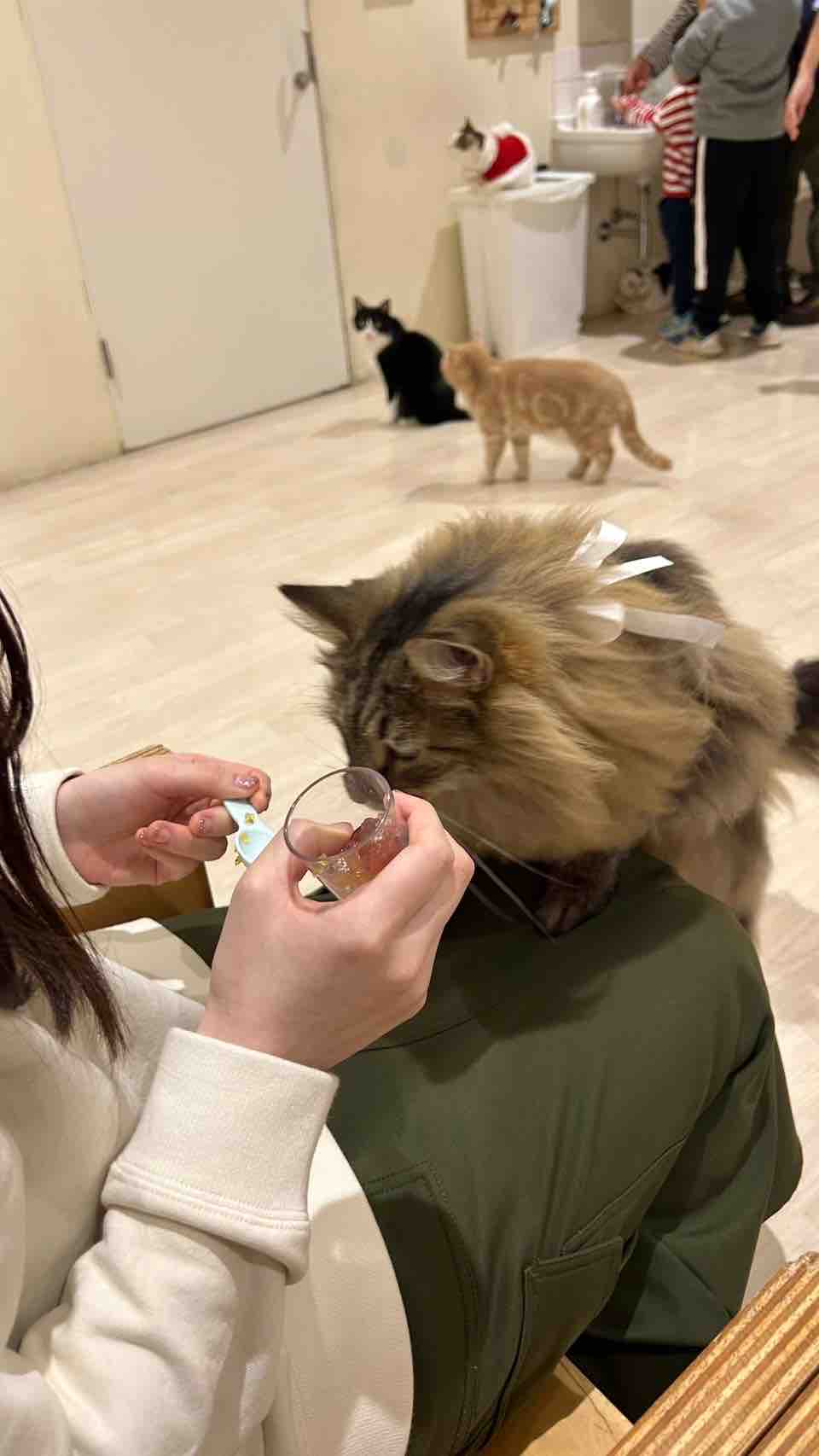 Mocha@フォロバ100