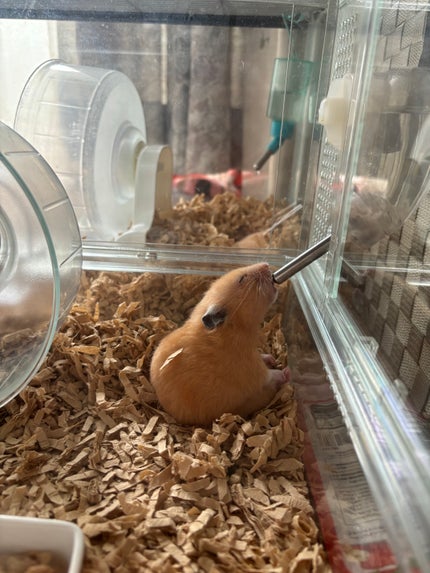 とんかつ