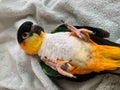 こやまち