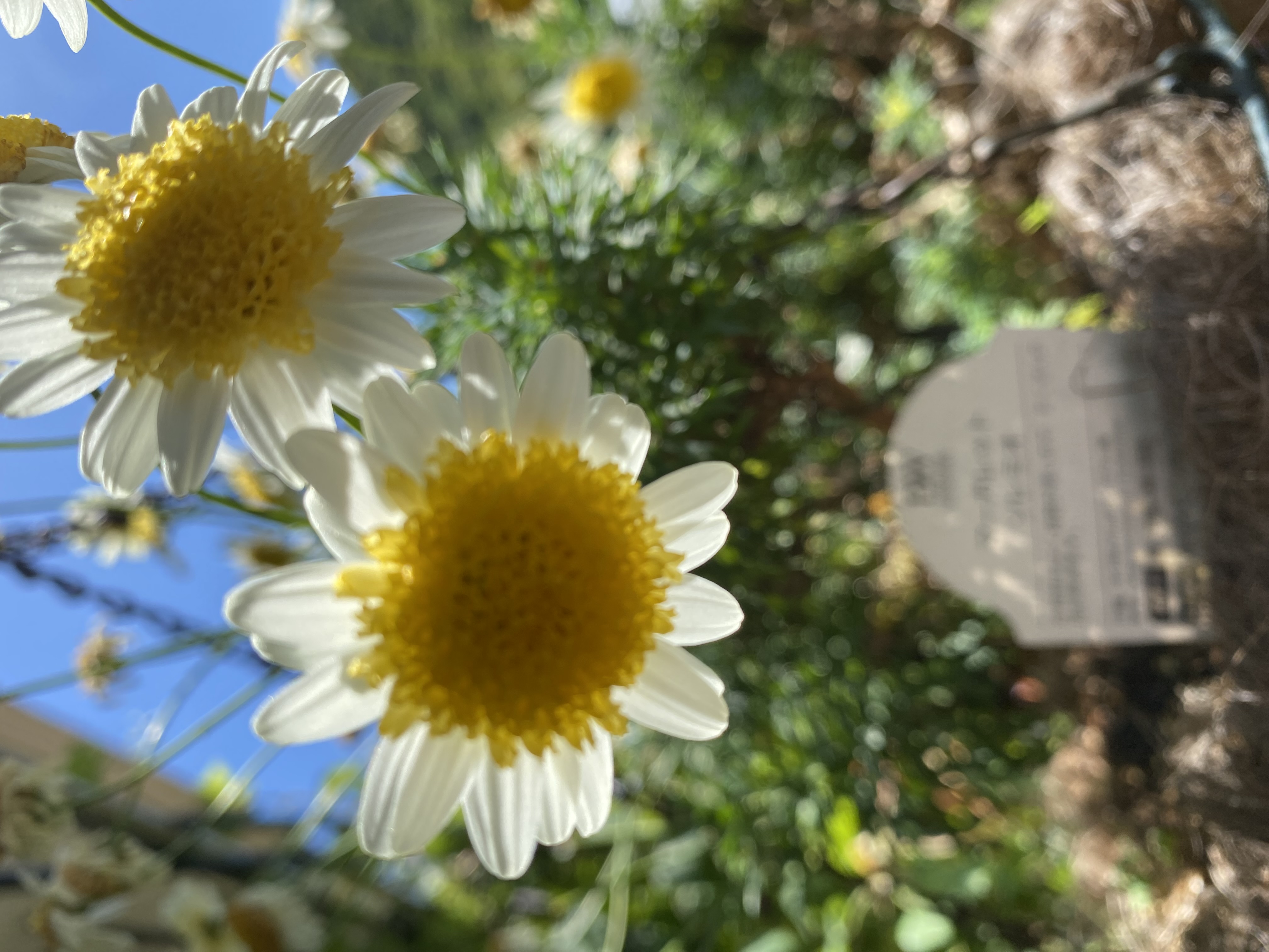 ぽむ♡ﾌｫﾛﾊﾞ100%