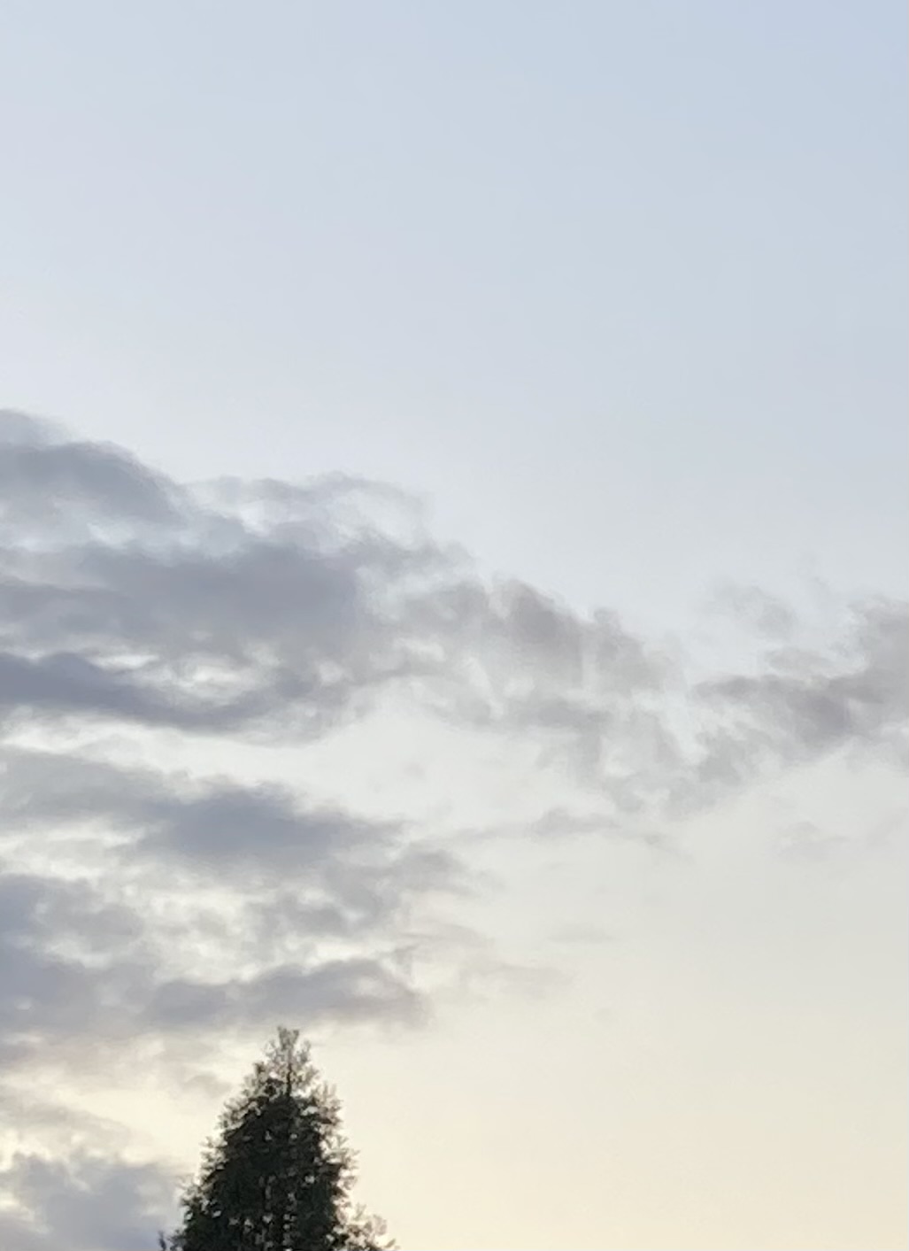 mimi ~ ⸜  ෆ‪  ‪⸝‍