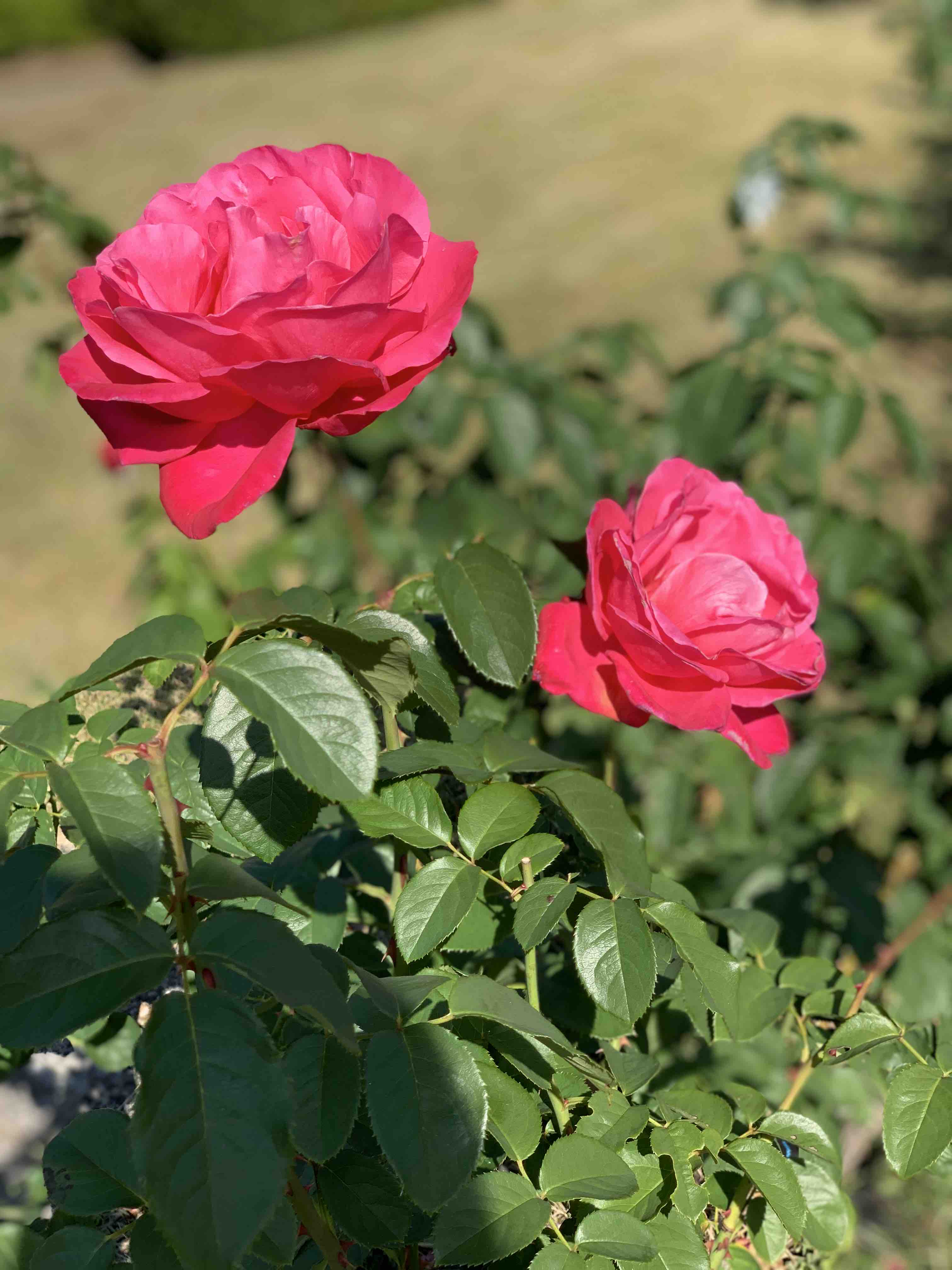 めーぷるいちご