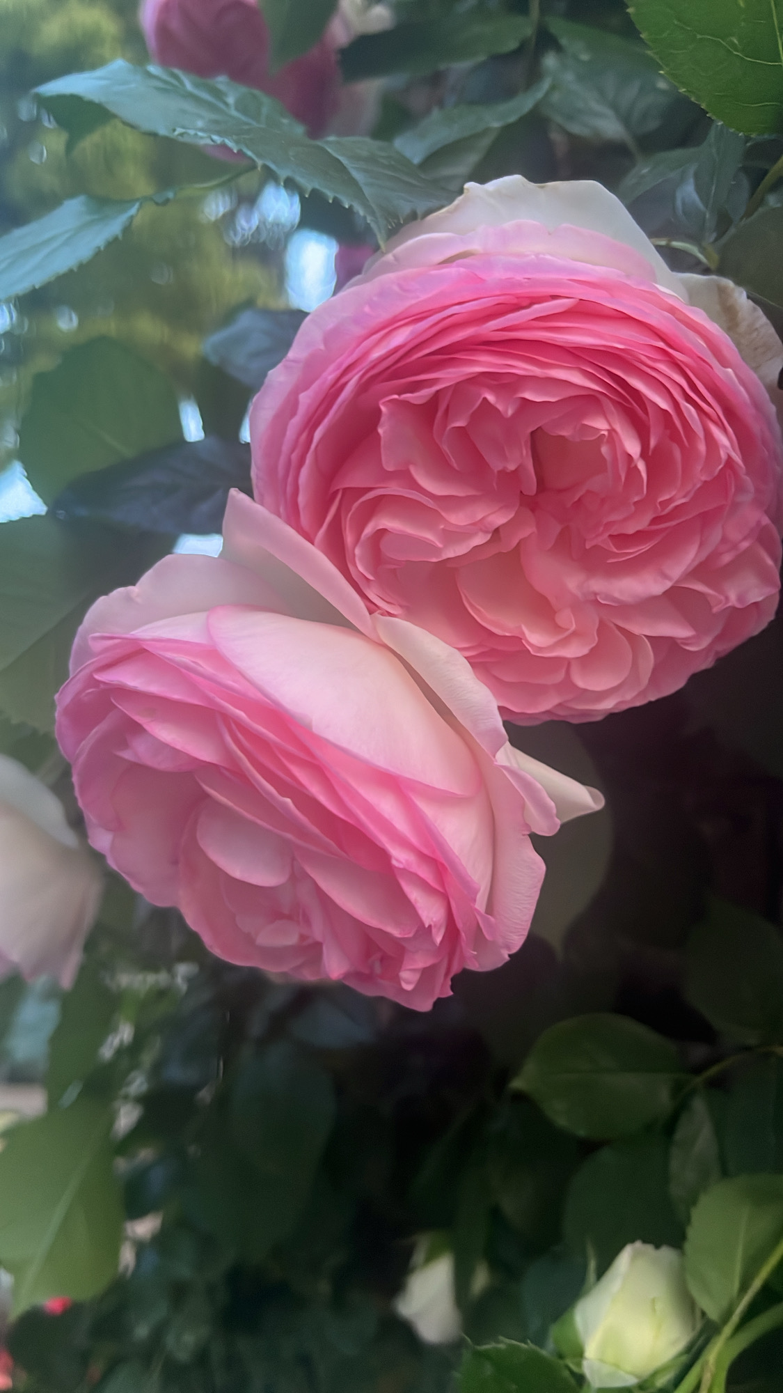 アラサーきなこもち