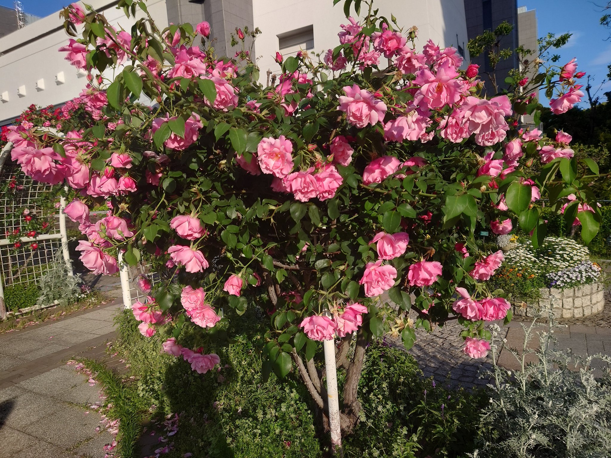 rion@フォロバ100