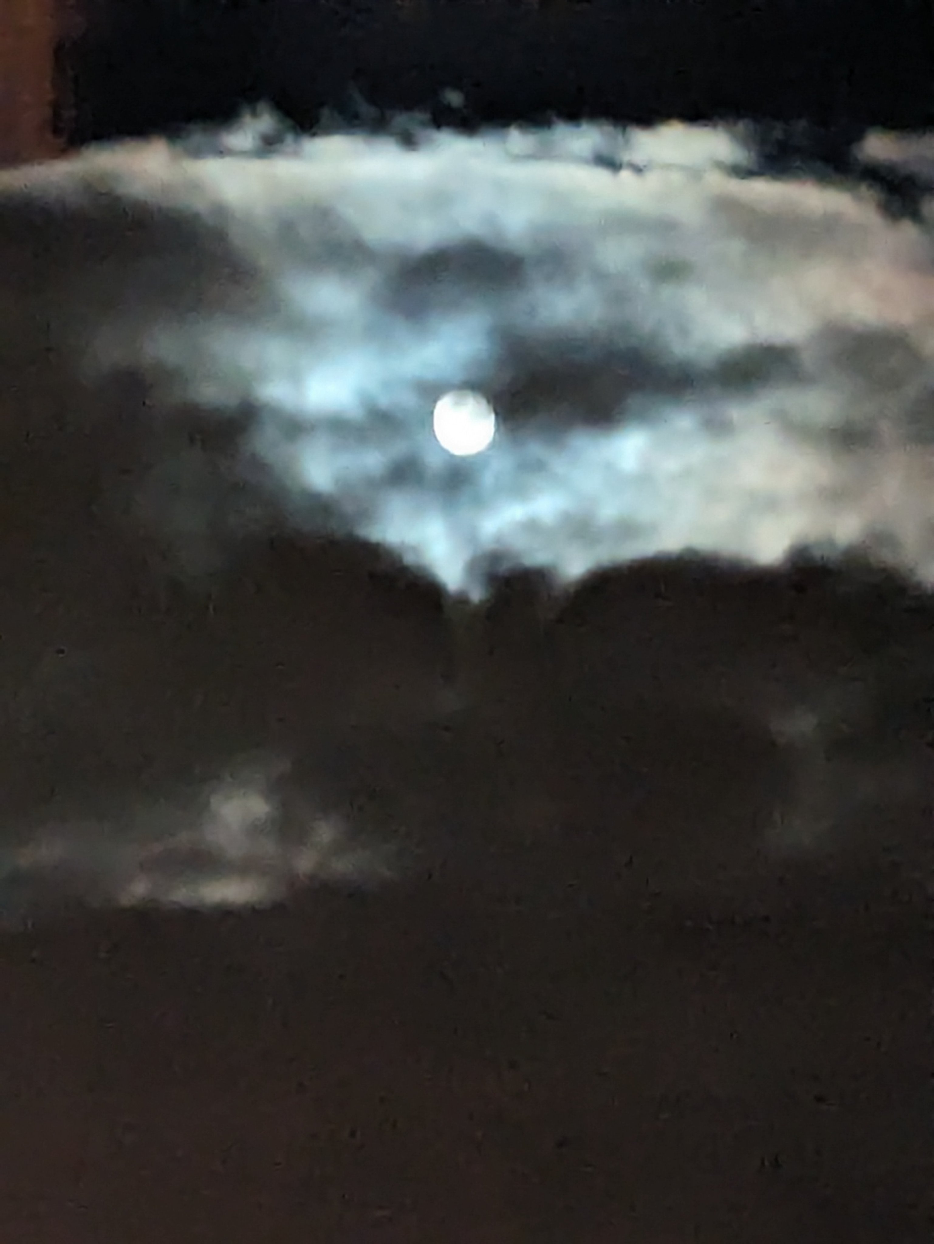 ひまわりのたね