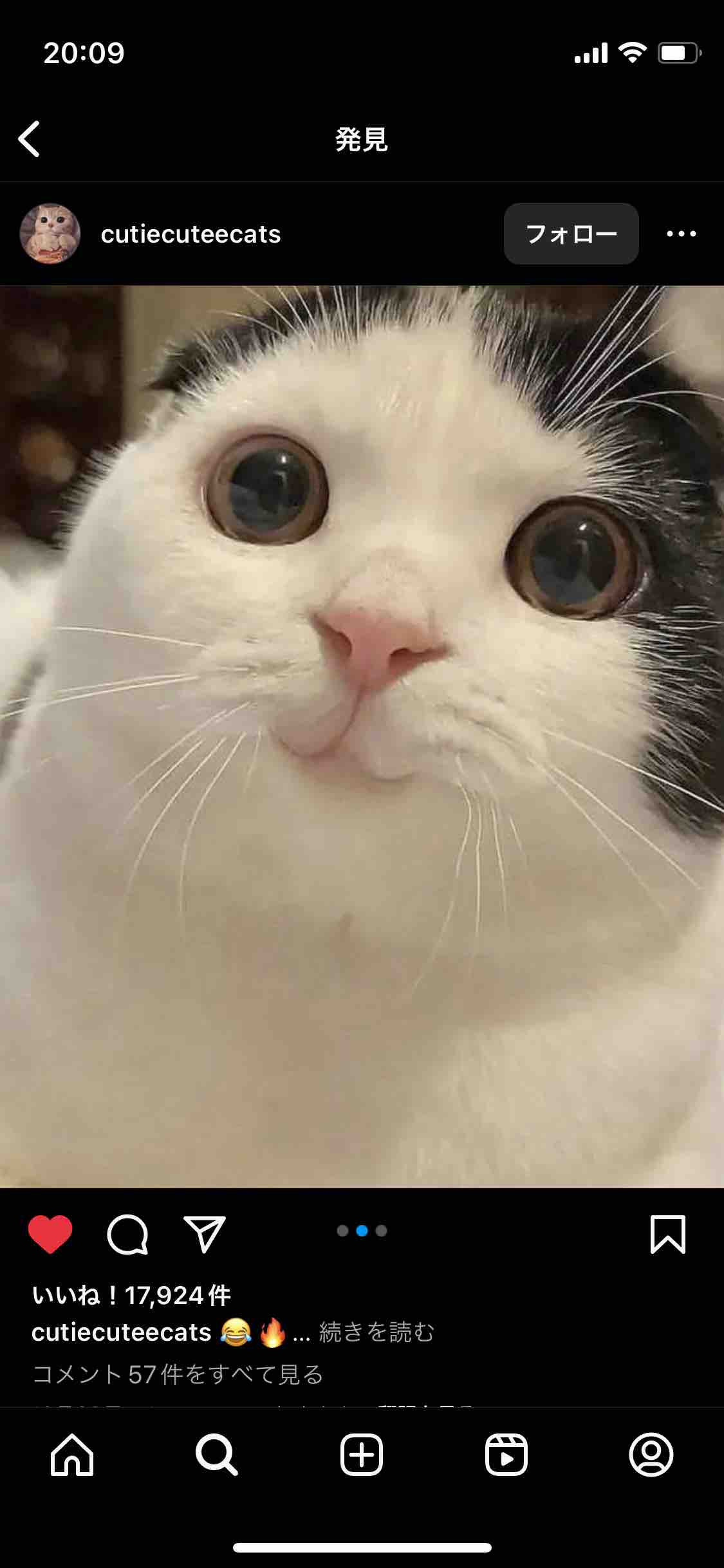 レッサーパンダ