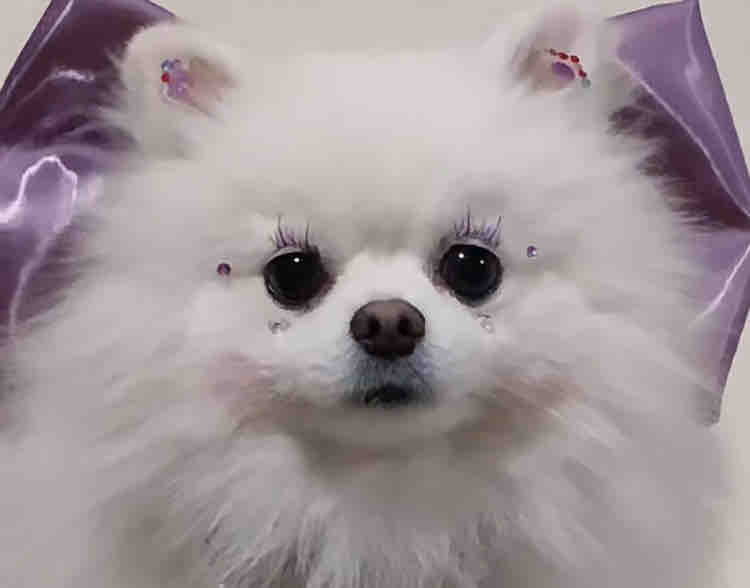 野原新之助五歳君