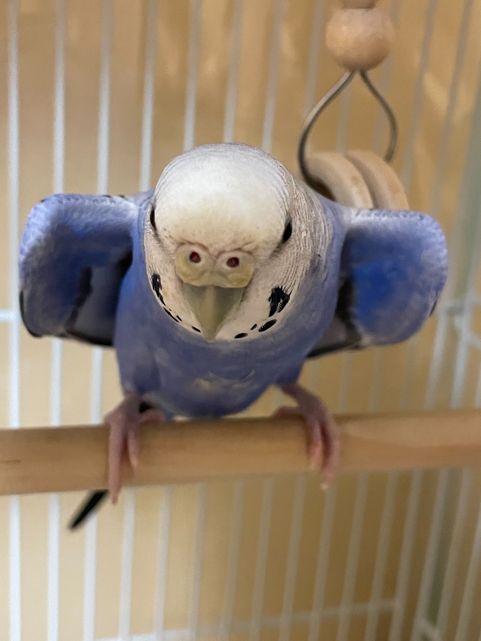 力学🍎フォロバ100