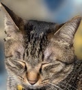 やえちゃん
