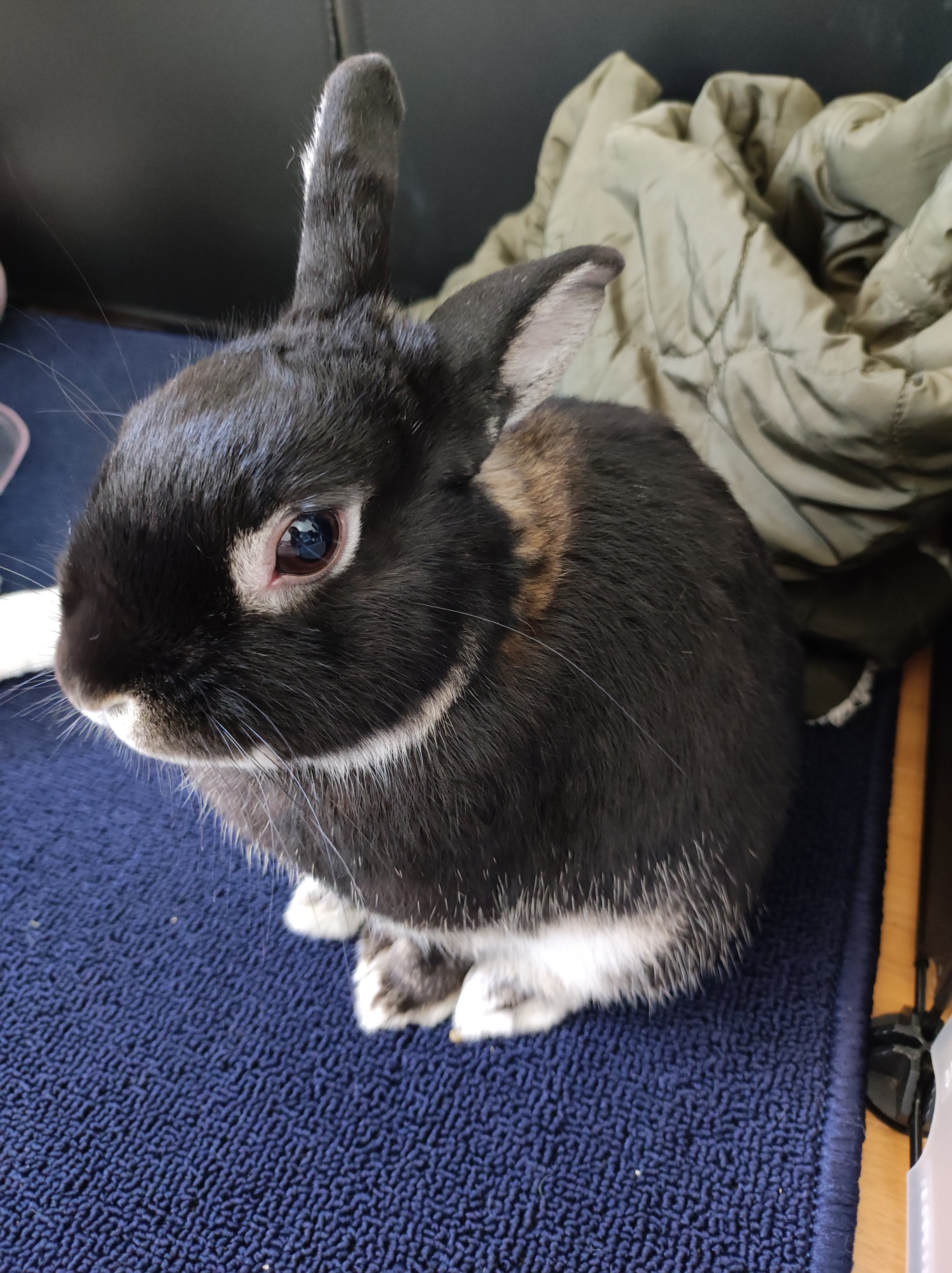 ねぐ（fb100）🐇🏅LIPSパートナー🏅