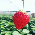 藤ヶ谷いちご
