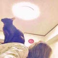 ゆか