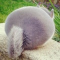 めいまる