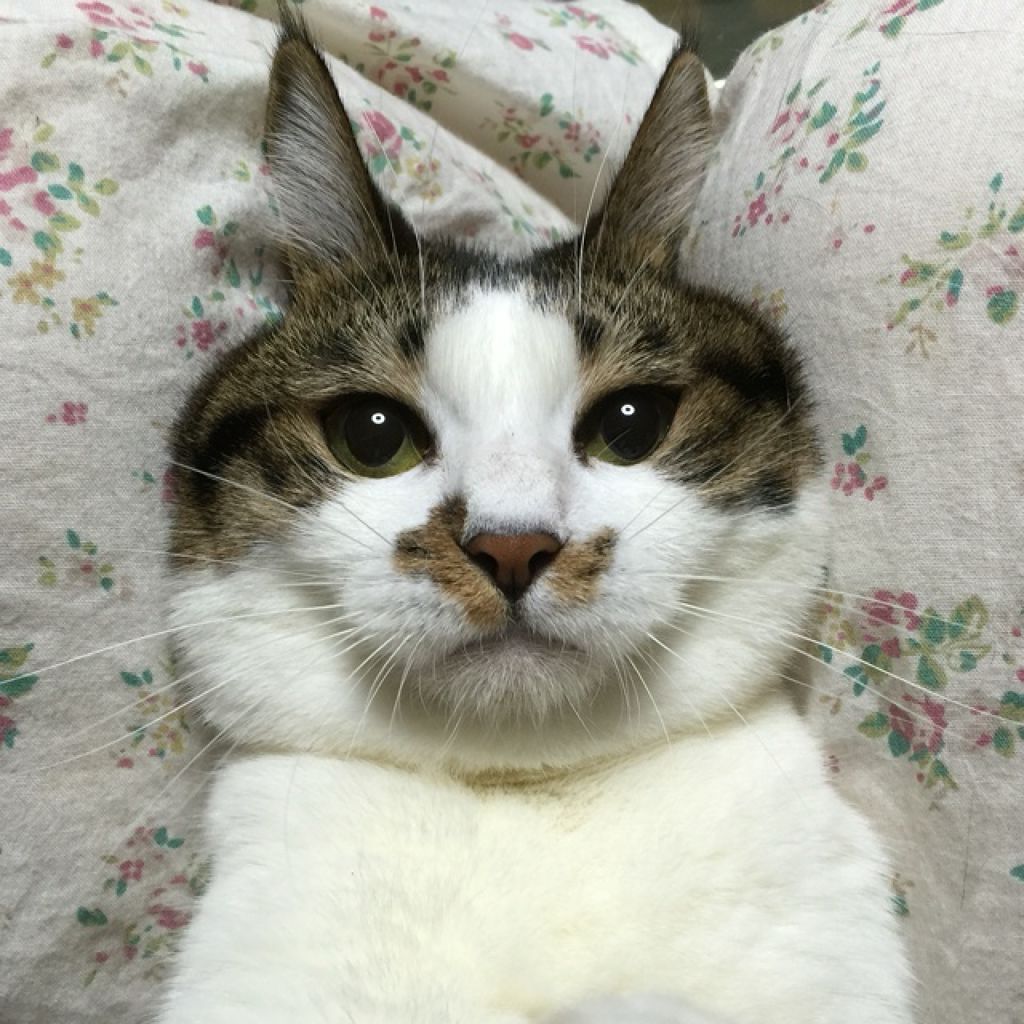 あんころもちっちもち