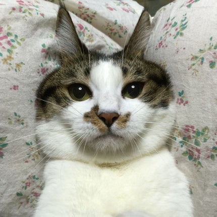 あんころもちっちもち