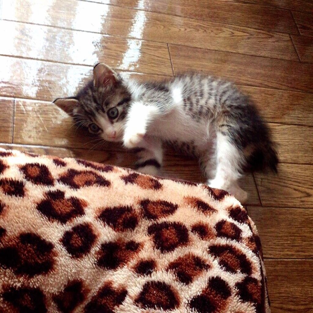 ‪‪❤︎‬キナコ‪‪❤︎‬