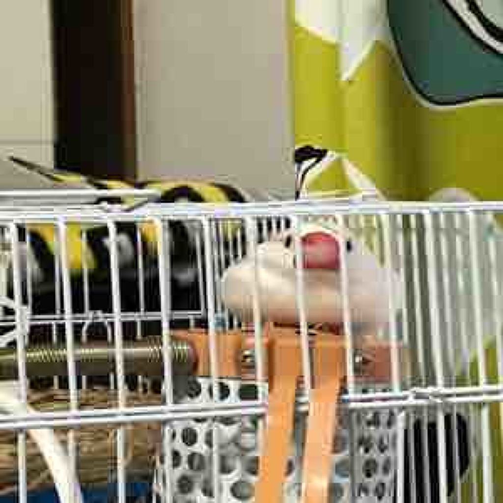 わん(●⁰8⁰●)