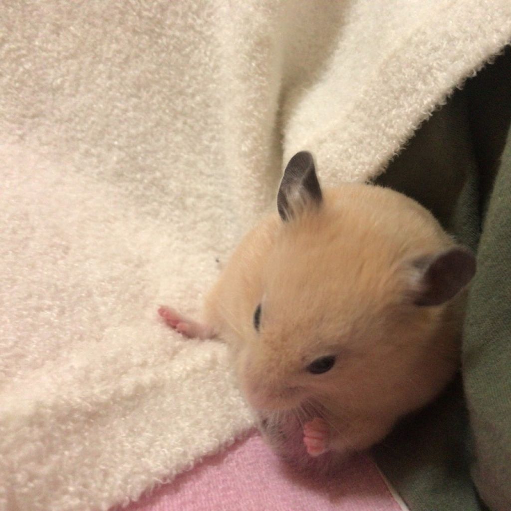 たかはしすずこ