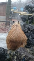 もふりんぬ