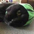 黒猫みるく