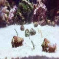 ゆきんこ。