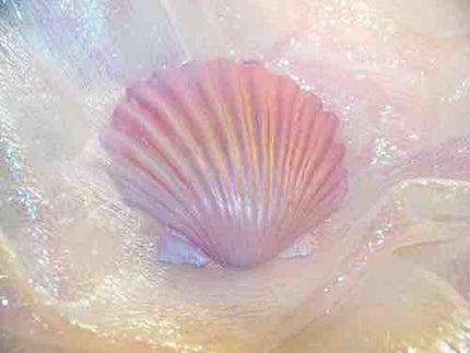 シェリー