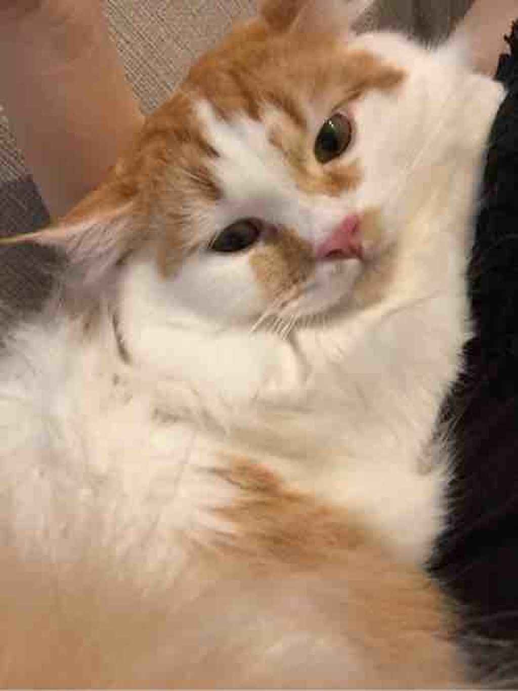 みくちゃんまる