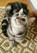 Ame*cat