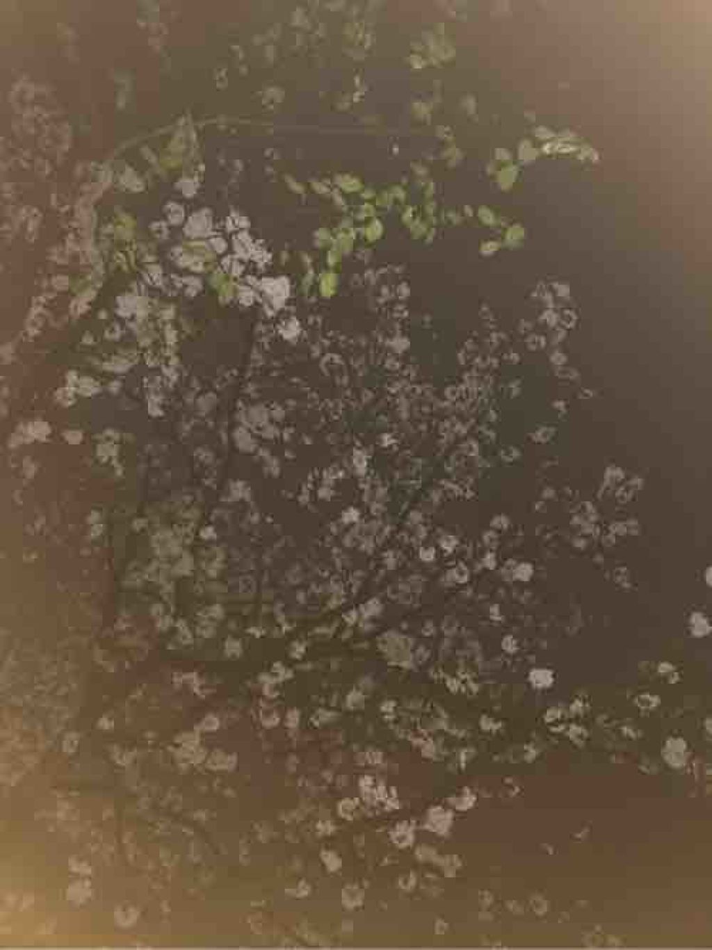 みずまんじゅう