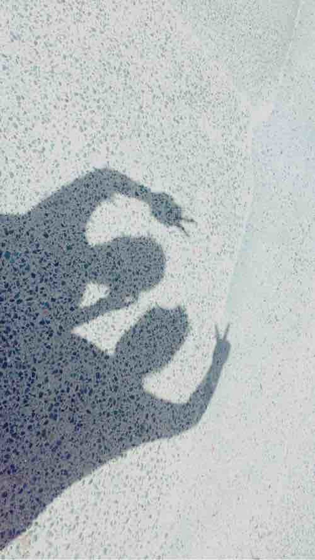 パッパラパー✨