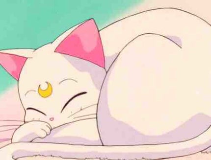 ねこ