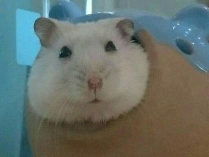 nezumi