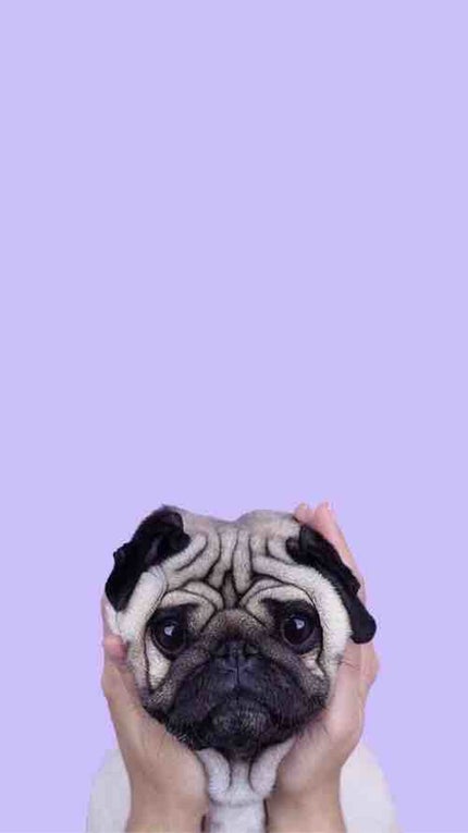 李來