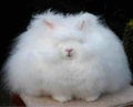 ひなこ