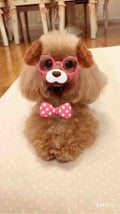 ゆずぽん